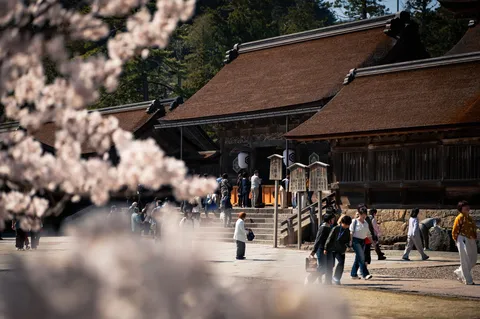 柔らかな桜越しに見る寺院