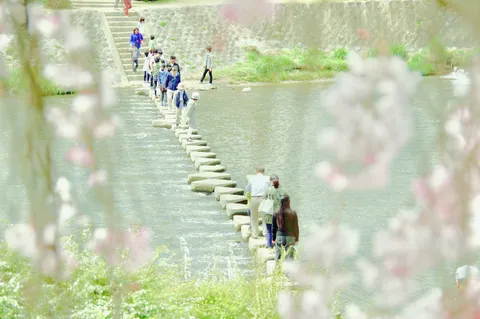 桜と水の、春の障害物競走