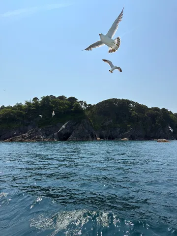 海風を切る白の翼