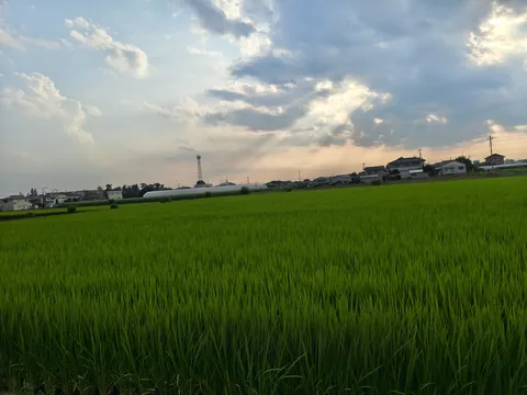 夕暮れに染まる緑の稲穂
