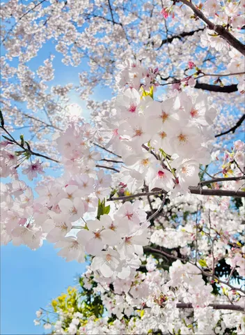 青空に舞う桜の花