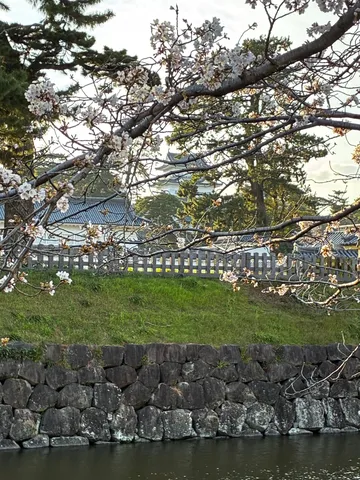 古城と桜、石垣のコントラスト