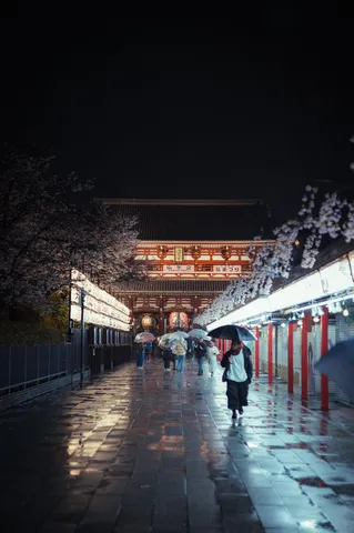 雨降る夜の桜参道