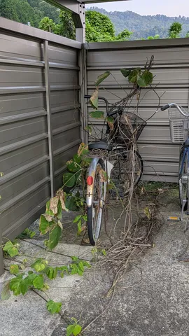緑に覆われた自転車たち