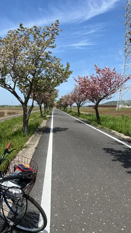 桜並木と誘う道