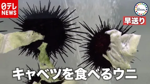 ウニがキャベツを食べる意外な光景