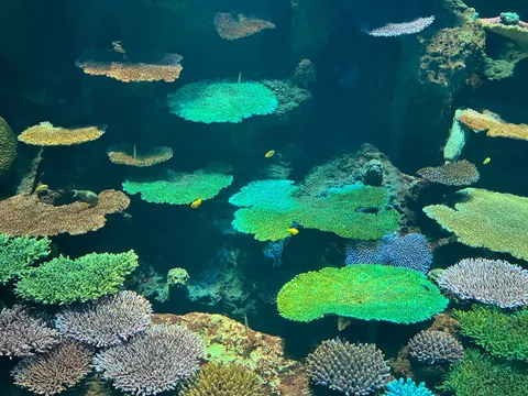 深海のサンゴ礁、光のカーテン