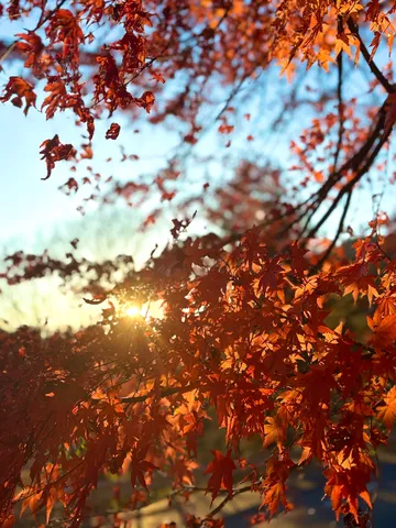 太陽に照らされる紅葉の輝き