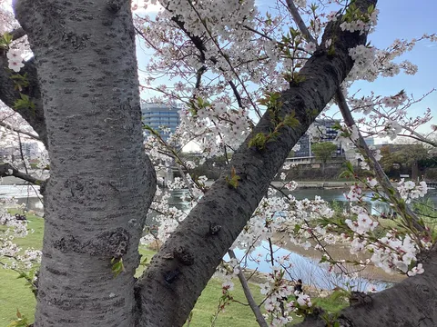 春を告げる桜並木と都会の風景