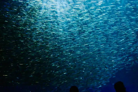 密集！魚群の秘密会議