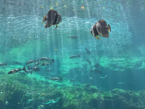 青の世界、魚たちの群れ