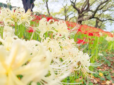 白い彼岸花の幻想的な風景