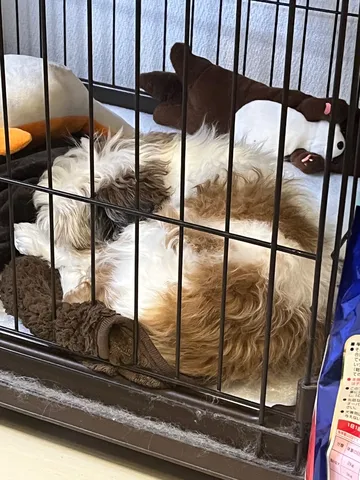 ケージで丸くなる癒やし系
