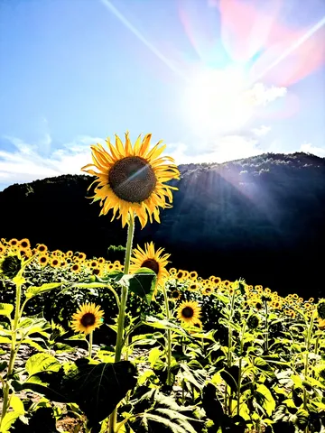 光芒降り注ぐ向日葵畑