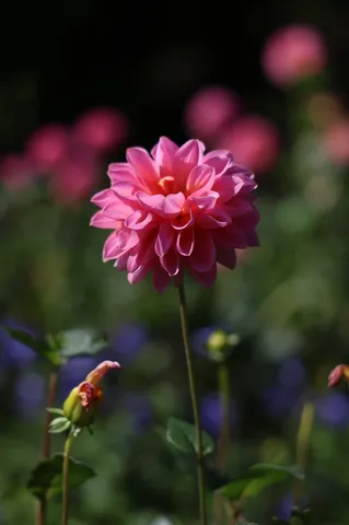 風に揺れるピンクの花