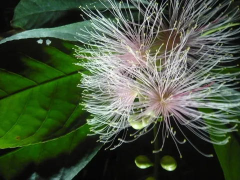 風に揺れる綿毛の花