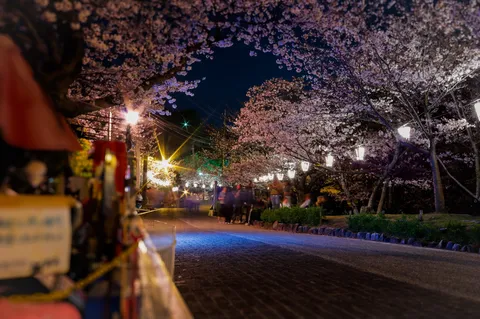 夜桜の灯りと人影の路