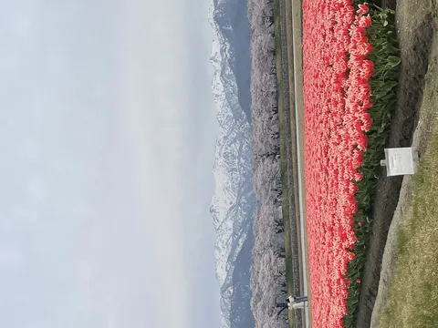 春爛漫！桜とチューリップの共演