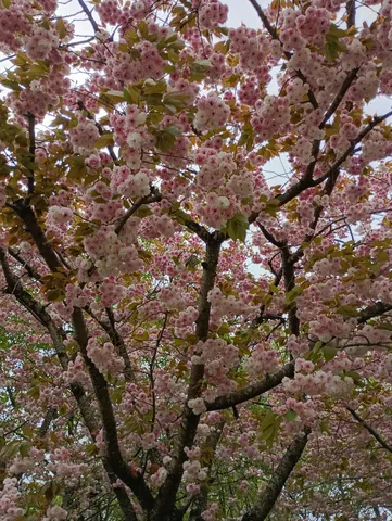 春の息吹、満開の桜