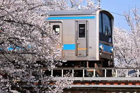桜並木から飛び出して