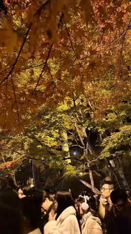 秋の夜に灯る、彩り豊かな紅葉