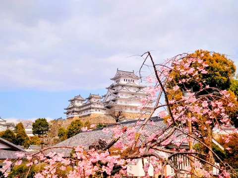 桜と城の映え対決、軍配は？