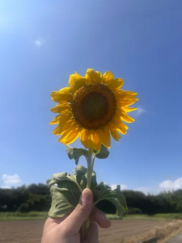 青空に映える、夏のひまわり