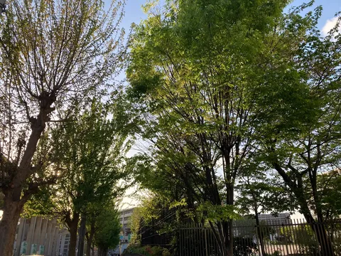 木漏れ日の優しい日差し