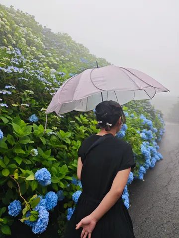 霧と紫陽花と傘の午後
