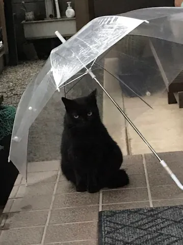 雨宿りする黒猫