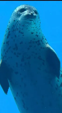 海の静寂に眠る影