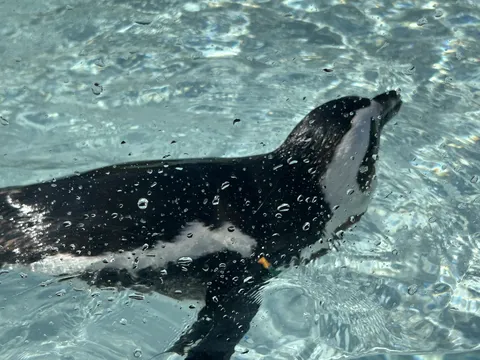 水しぶき越しのペンギン