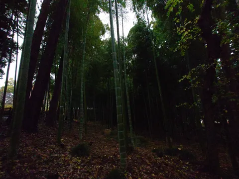 静寂の竹林、光の小道