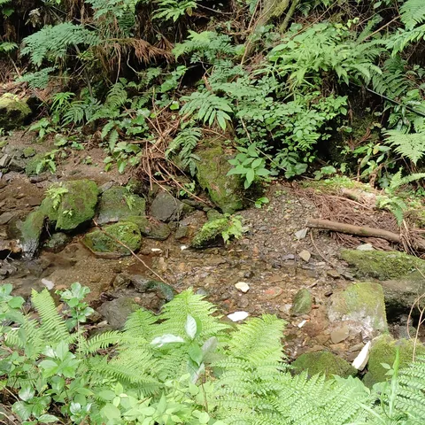 苔むす岩とせせらぎの森