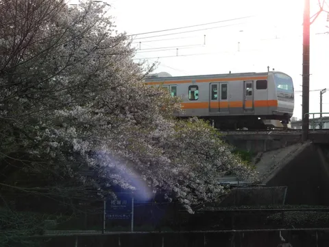 春の線路と桜、風情ある列車の旅