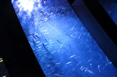 青い水槽の窓に広がる光の波