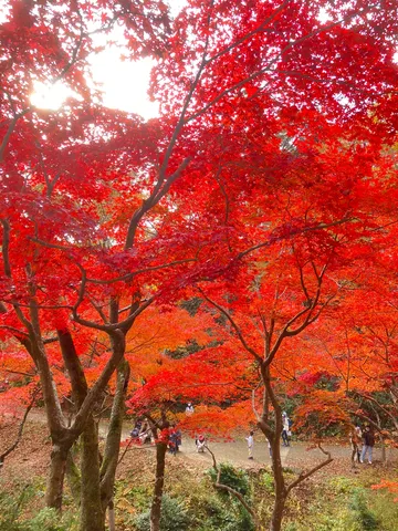 紅葉の天井を歩く