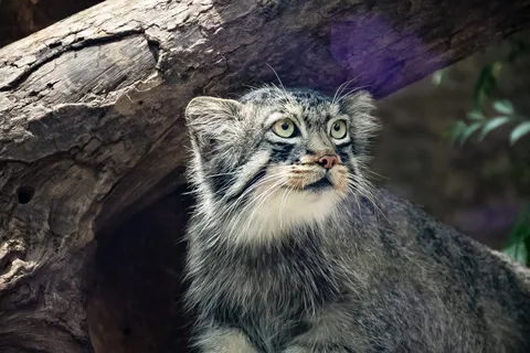 森の賢者、マヌル猫の眼差し