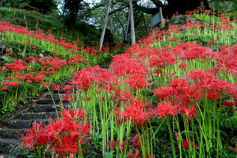 赤い花の階段道