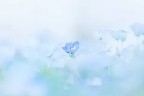 夢見るような青い霞の中
