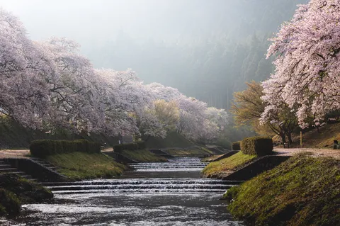 淡い桜色に染まる渓流