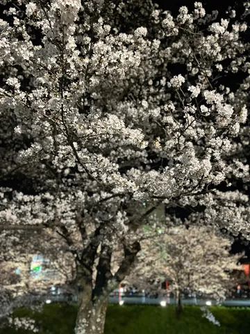 夜桜の幻想的な光景