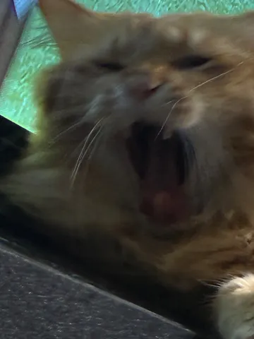 猫のあくび、瞬間を捉えた一枚