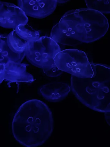 幻想的なクラゲの舞
