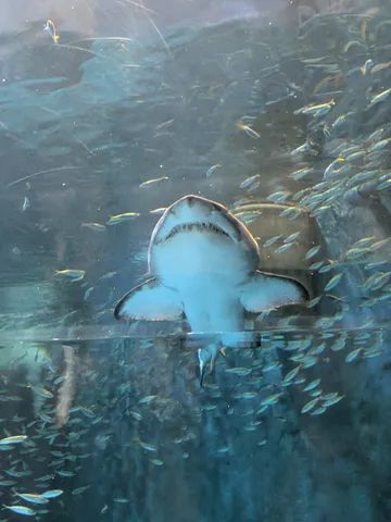 サメの口元と小魚の群れ