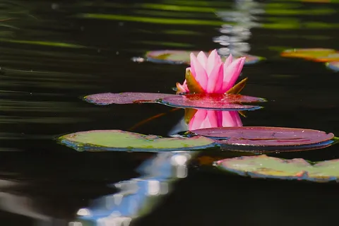 闇に浮かぶ桃色の花
