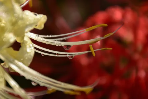 雨粒がきらめく花弁