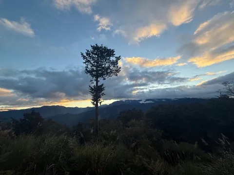 茜色の空と佇む木