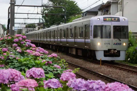 彩り豊かな紫陽花と京王線