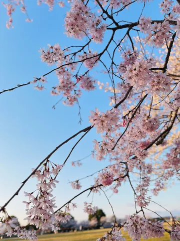 満開の桜と青空のコントラスト
